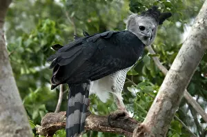 Harpia: Harpy Eagle (Harpia harpyja)