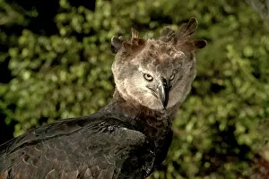 Harpia: Harpy Eagle (Harpia harpyja)