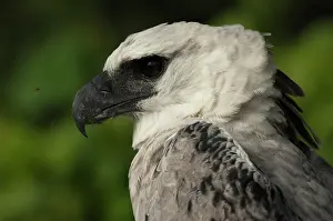 Yasuni: Harpy Eagle (Harpia harpyja). captive. Gabaro