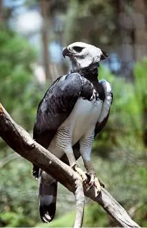 Harpy: HARPY EAGLE - perched on branch
