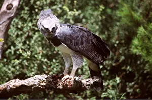 Harpy: HARPY EAGLE - perched on branch