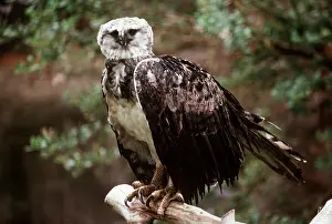 Kenneth W Fink: HARPY EAGLE - perched on branch