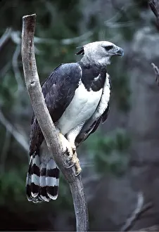 Kenneth W Fink: Harpy EAGLE - perched on branch