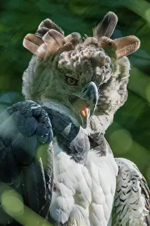 Communications: Harpy Eagle, portrait of bird, calling, controlled