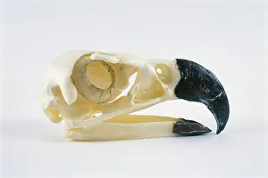 Harpia: Harpy Eagle skull