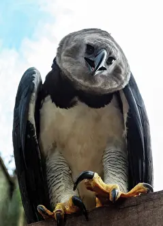 Harpia: Harpy Eagle Talons