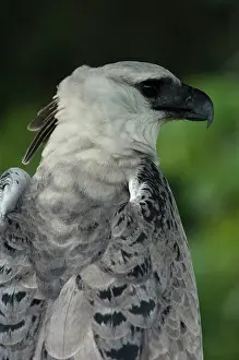 Yasuni: Harpy Eagle(Harpia harpyja). captive. Gabaro