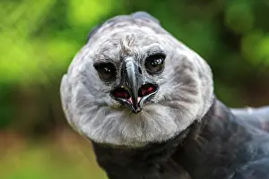 Harpia: Harpy Eagle's powerful beak