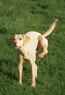 Scratch: HARRIER DOG - Attemps to scratch