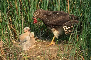 Bringing: Harrier Feeding Chicks