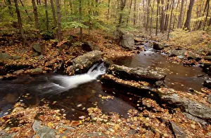 Streambed: Harriman State Park, New York
