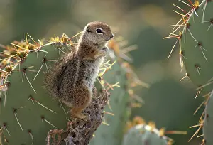 Harris: Harris Antelope Squirrel (Ammospermophilus harrisi) - Also