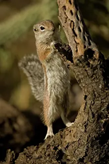 Harris: Harris Antelope Squirrel (Ammospermophilus harrisi) - Also
