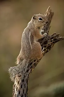 Harris: Harris Antelope Squirrel (Ammospermophilus harrisi) - Also