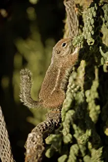 Harris: Harris Antelope Squirrel (Ammospermophilus harrisi) - Also