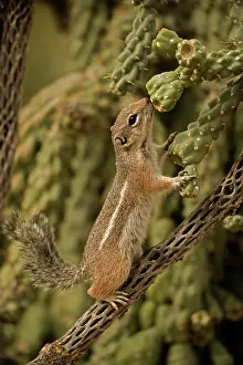 Harris: Harris Antelope Squirrel (Ammospermophilus harrisi) - Also