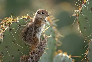 Harrisi: Harris Antelope Squirrel / Yuma Antelope Squirrel