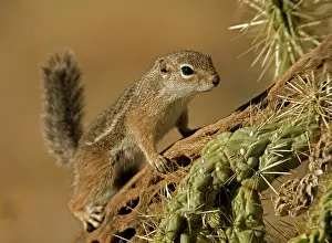 Harrisi: Harris Antelope Squirrel / Yuma Antelope Squirrel