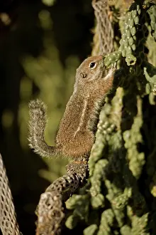 Nibbling: Harris Antelope Squirrel / Yuma Antelope Squirrel