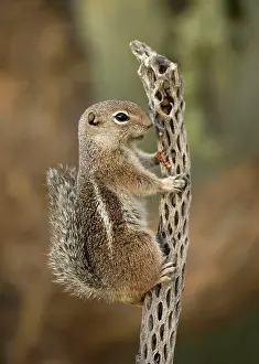 Harrisi: Harris Antelope Squirrel / Yuma Antelope Squirrel