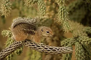 Harrisi: Harris Antelope Squirrel / Yuma Antelope Squirrel