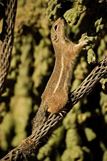 Harrisi: Harris Antelope Squirrel / Yuma Antelope Squirrel