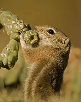 Harris: Harris Antelope Squirrel / Yuma Antelope Squirrel