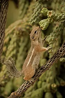 Harris: Harris Antelope Squirrel / Yuma Antelope Squirrel