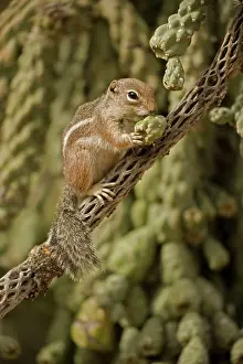 Harris: Harris Antelope Squirrel / Yuma Antelope Squirrel