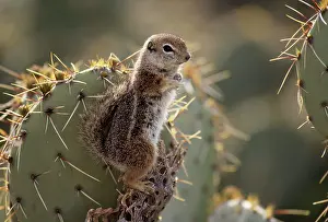 Harris: Harris Antelope Squirrel / Yuma Antelope Squirrel