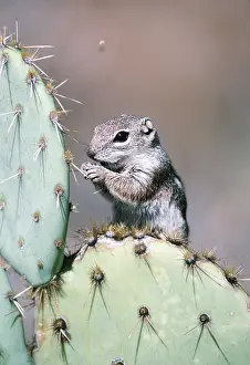 Dwellers: HARRIS GROUND SQUIRREL - on cactus
