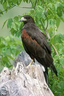 Harris: Harris Hawk