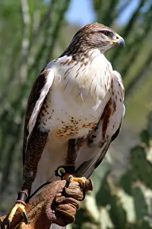 Falconry: Harris Hawk