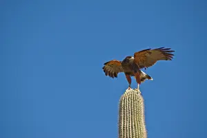 Harris: Harris Hawk