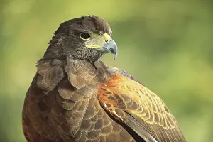 Harris: Harris Hawk