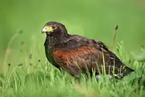 Farmers: Harris Hawk