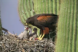Unicinctus: Harris Hawk - Adult feeding young at nest, on