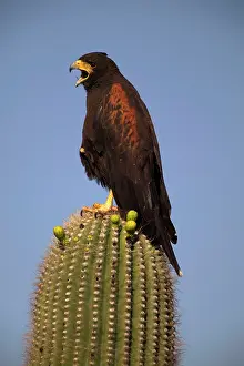 Unicinctus: Harris Hawk - Adult with mouth open, on saguaro cactus