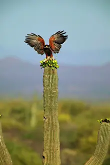 Unicinctus: Harris Hawk - Adult with stick in mouth and wings