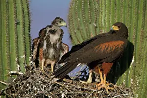 Unicinctus: Harris Hawk - Adult with young at nest, on saguaro cactus