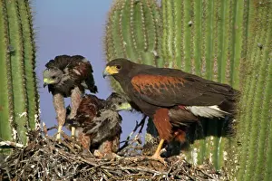 Unicinctus: Harris Hawk - Adult with young at nest, on saguaro cactus