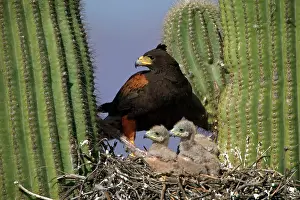 Unicinctus: Harris Hawk - Adult with young at nest, on saguaro cactus