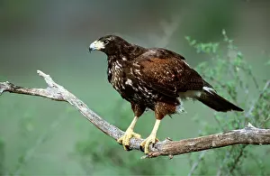 Hawks: HARRIS HAWK - ON BRANCH