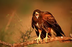 Hawks: HARRIS HAWK - on branch, beak open