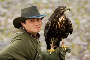 Falconry: Harris Hawk - with falconer