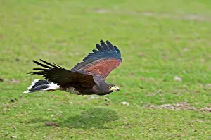 Harris: Harris Hawk in flight