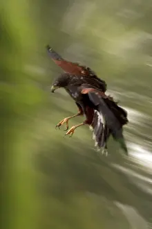 Unicinctus: Harris HAWK - in flight, swoops fast to catch its prey