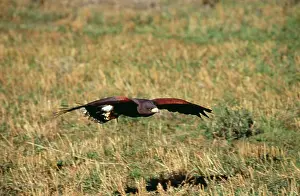 Harris: HARRIS HAWK - FLYING LOW