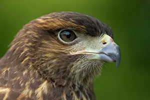 Harris: Harris Hawk - Immature
