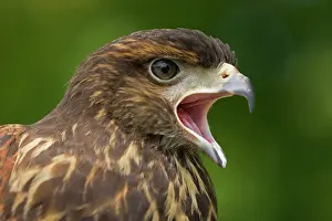 Harris: Harris Hawk - Immature - Calling